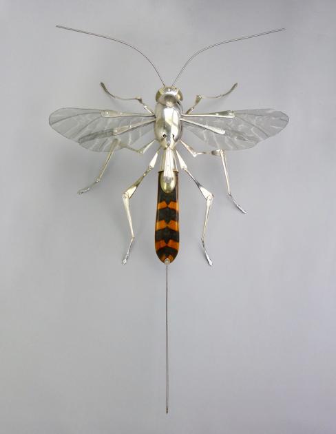 Hybrid Gallery Dean Patman Ichneumon Wasp