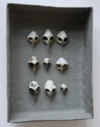No. 330 Bird Skulls