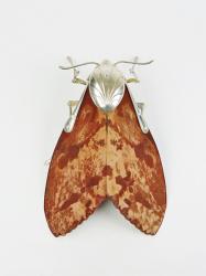 Hybrid Gallery Dean Patman Moth