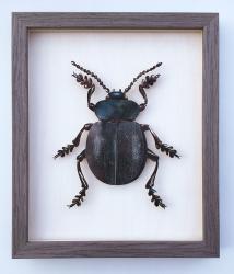 Hybrid Gallery Marian Hill  Bloody Nosed Beetle