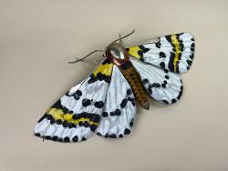 Hybrid Gallery Dean Patman Magpie Moth